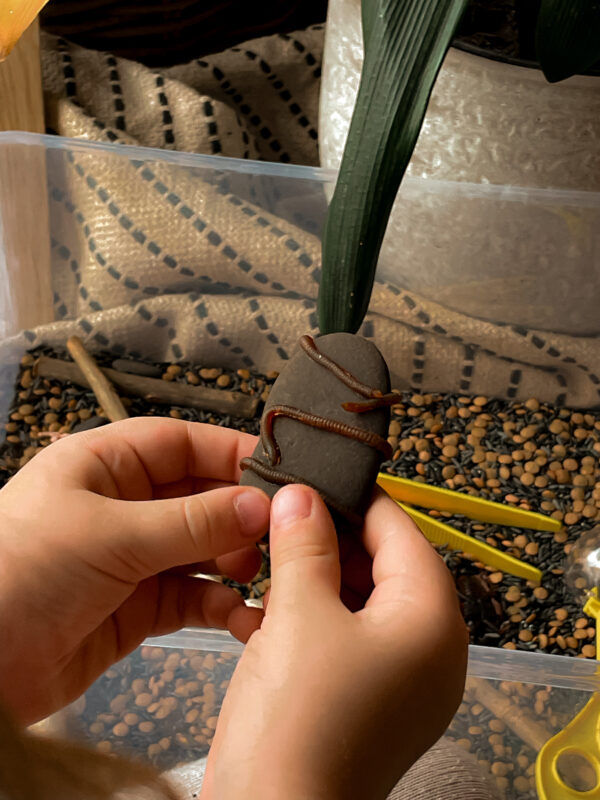 Sensoorne loovuskarp ''Metsamaailm'' - Image 3